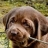 Chocolate Labrador Retrievers