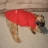 Watson the Dog
