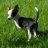 Emmylou