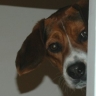crispydog