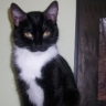 Gretchen