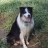 AKC, Utterly Useless Dog