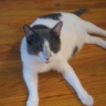 sadiecat