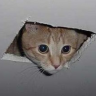 ceilingcat