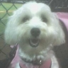 pepper