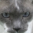 Ozzie Cat