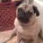 Leo the Pug