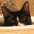 Jordan the Cat