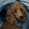 jesse
